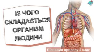 5 клас НУШ. Видільна та нервова система. 