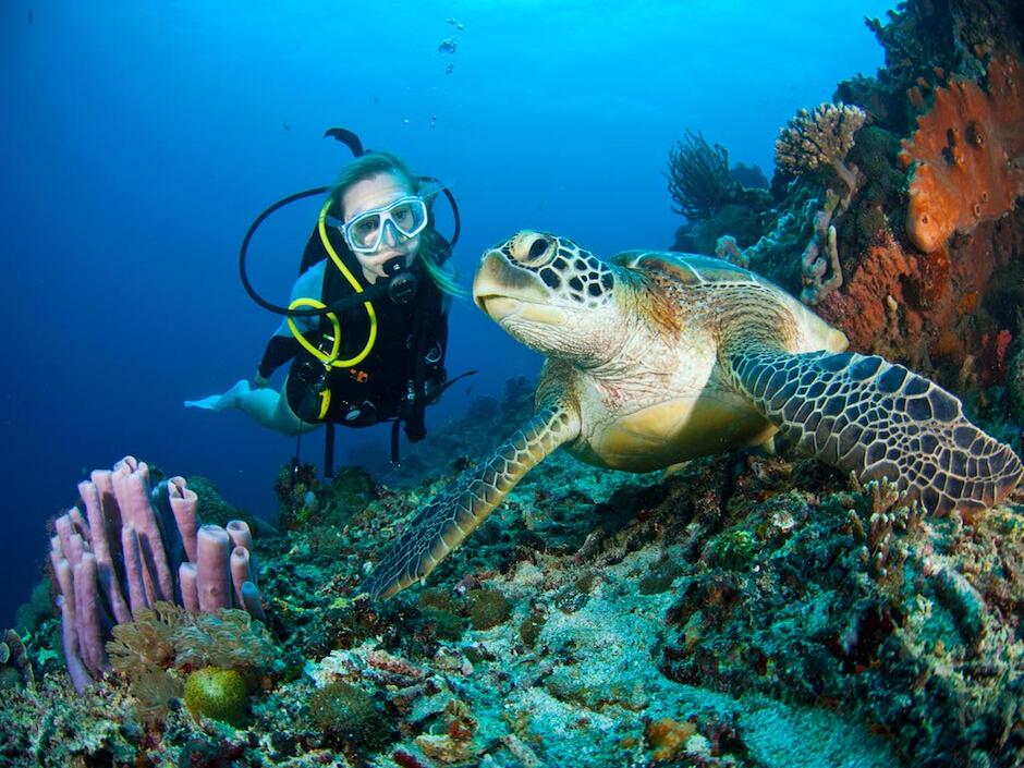 Asia's First Sustainable Scuba Diving Platform ZuBlu Promotes Environmentally- Responsible Travel & Marine Conservation - Green Queen