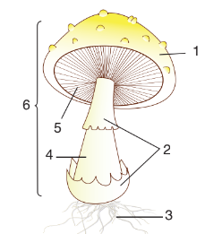 0402sb52-c736-248x261.png
