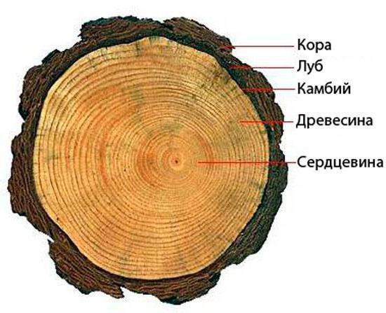 Використання даних річних кілець для розрахунку зв'язування вуглецю | Postfuctum.info