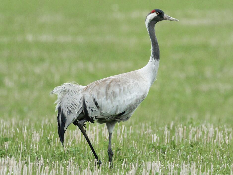 Журавель сірий - eBird