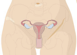 0402sow5-7d74-299x213.png