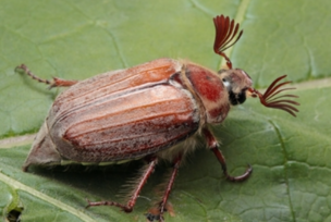 0402srby-2c6b-304x204.png