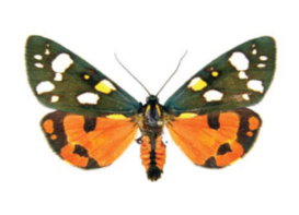 0402srz7-3ca5-273x197.png