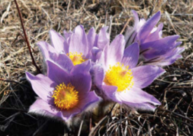 0402ss7c-ebb0-276x195.png