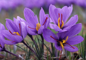 0402ss8w-031f-274x191.png