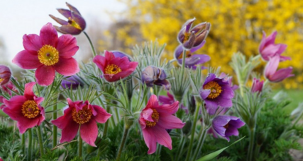 0402sszf-7002-427x228.png