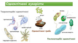 (Копія) Тести "Одноклітинні організми" 6 клас