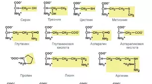 10 клас Амінокислоти.