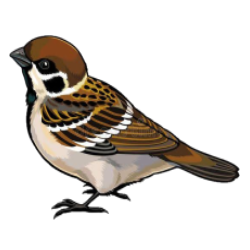 0402suov-af53-250x250.png