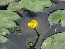 0402swro-7756-225x169.jpg