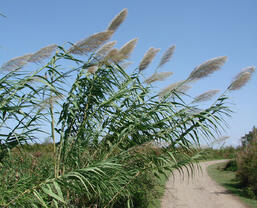 0402swsd-f6cf-257x208.jpg