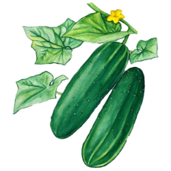 0402sx96-3d9f-250x250.png