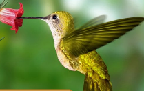 0402sx9h-f46e-209x132.png