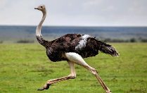 0402sxbo-47c8-209x132.png