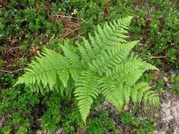 Орляк обыкновенный (Pteridium aquilinum (L.) Kuhn)
