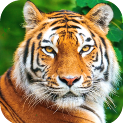 0402sz2n-7c26-249x249.png
