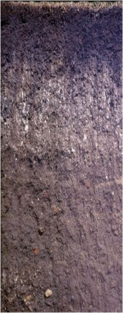0402t10x-0efe-123x313.png