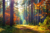 How to Grow a Forest in Your Backyard: Ideas and Images for 2023