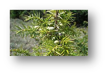 0402tepi-4e9b-370x259.png