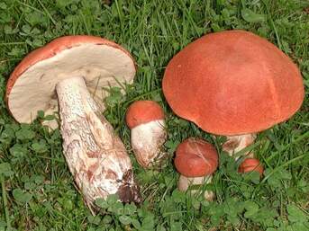 0402teq4-13e4-343x257.jpg