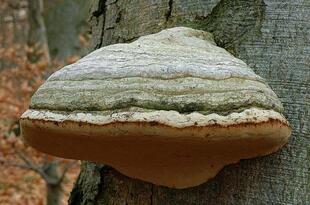 Трутовик настоящий (Fomes fomentarius) фото и описание