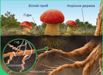 0402tfrl-b085-345x251.png
