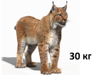 0402thuu-0310-349x242.png