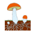 0402tnrr-eabe-71x65.png