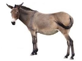 0402tonp-5b04-269x198.png