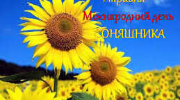 Міжнародний день соняшника 🌻🌻🌻