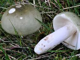 Світ грибів України » Russula aeruginea
