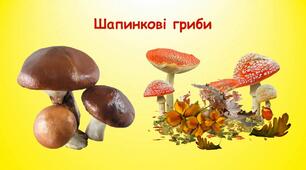 6 клас. Лабораторне дослідження. Будова шапинкових грибів