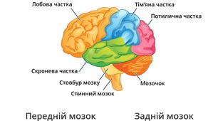 "Хто керує процесами в нашому тілі. Як працюють органи чуття"