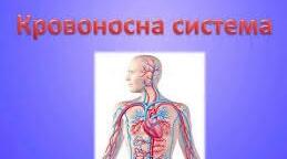 Кровоносна система людини.