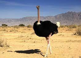 Ostriches - Черный африканский страус С греческого видовое название африканского страуса переводится как «воробей-верблюд». Эта крупная птица достигает 270 см в росте и до 180 кг по массе. Скорость черного африканского страуса