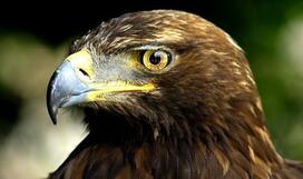 Беркут (Aquila chrysaetos) :: Пернаті друзі, птахи України, орнітологія ::