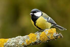 Синиця велика (Parus major). Птахи України.