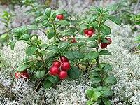 0402u8w2-71e8-200x150.jpg