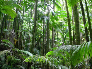 It's a Jungle