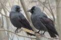 ГАЛКА (Corvus monedula) - Фауна Беларуси