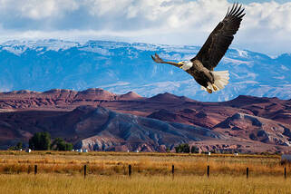 340+ Eagle Flying Over Mountains Stock Photos, Pictures & Royalty-Free Images - iStock