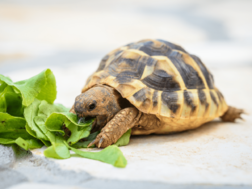 Best Beginner Pet Turtles and Tortoises - PetHelpful