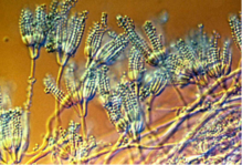 0402uwxq-ed34-219x149.png