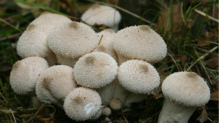 0402ux0n-02d6-219x123.png