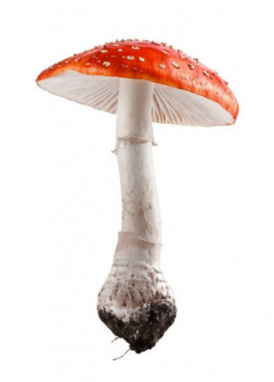 0402ux5y-f39f-253x352.png