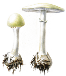 0402ux68-b39f-210x242.png