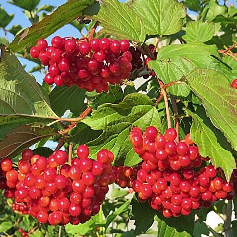 0402v19y-1e11-480x480.jpg