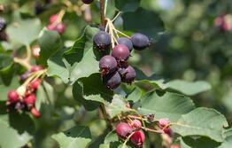 Photo a bunch of delicious black fruits of the irga plant on a tree shadberry