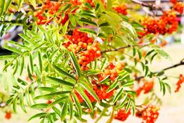 Photo green leaves of a tree with berries rowan fruit summer tree natural treats the rays of the sun fall